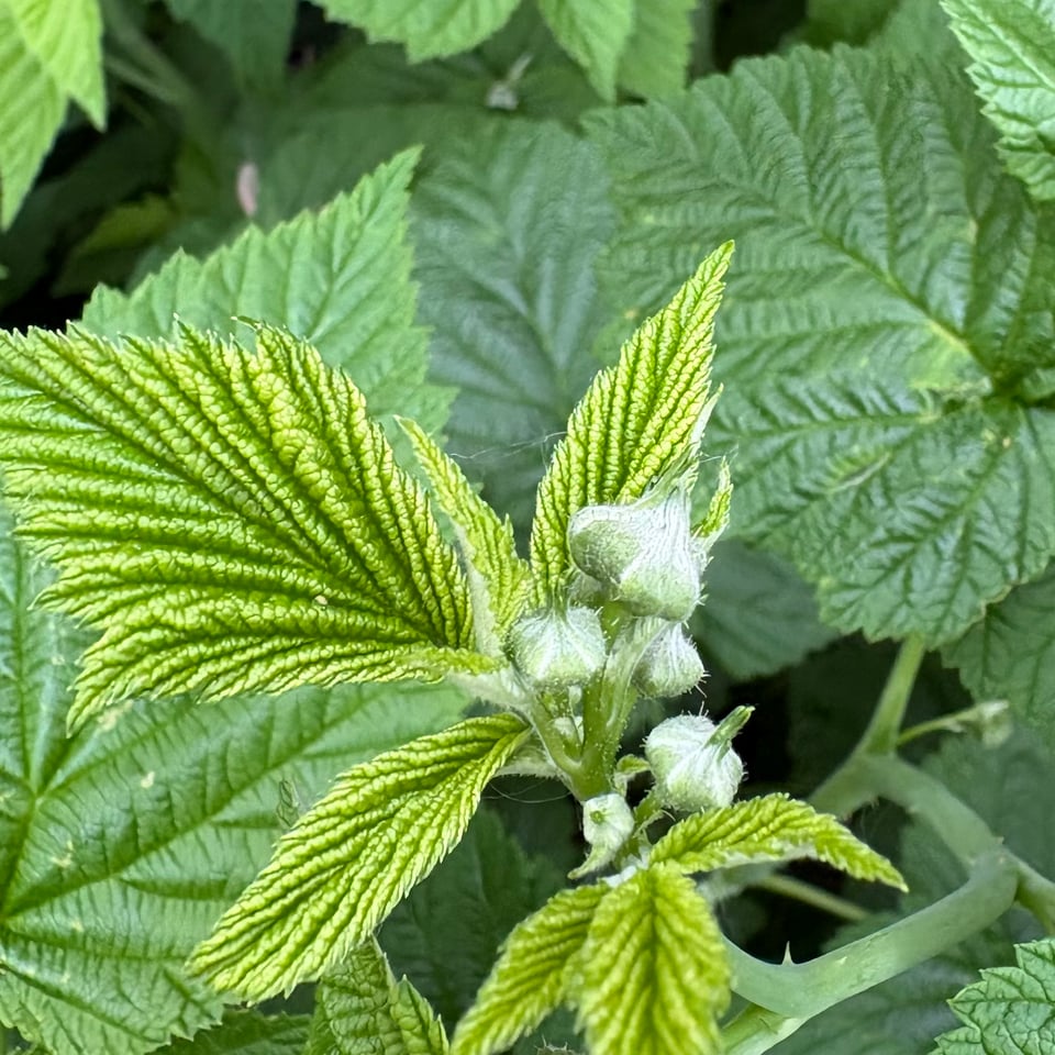Raspberry flowers that haven’t opened