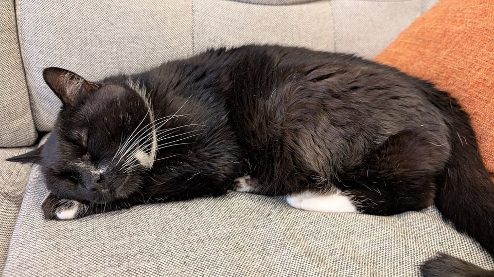 A tuxedo cat sleeping on a couch