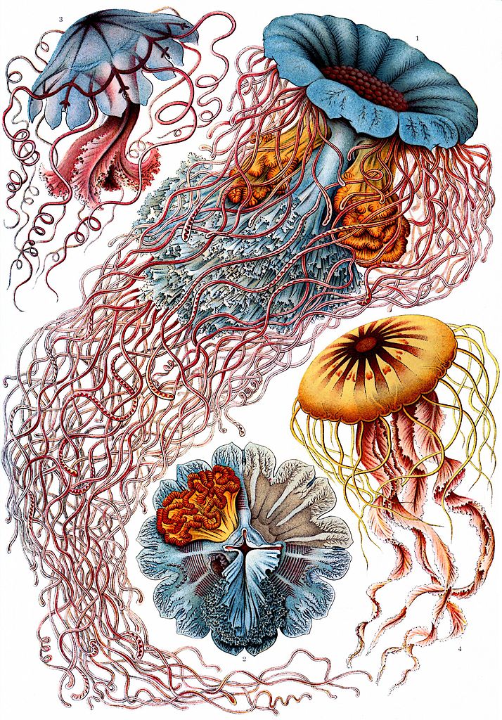 714px-Haeckel_Discomedusae_8.jpg
