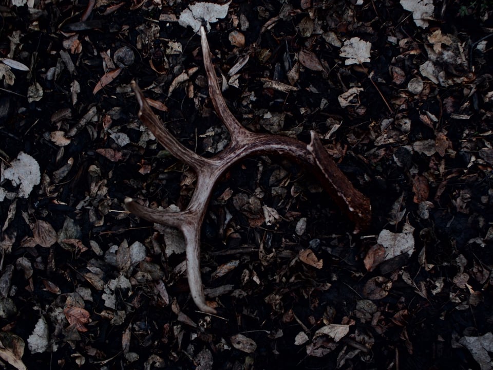 A dark image of a singular deer antler laying on a bed of leaves