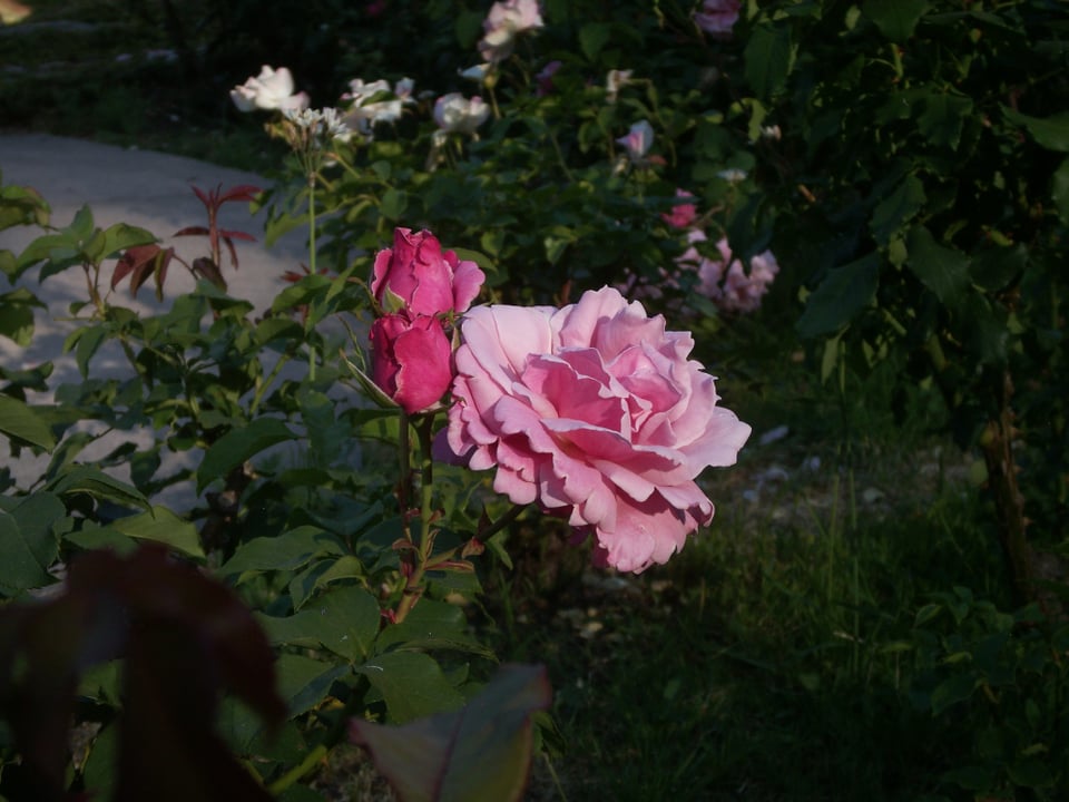 Roses photographed at Oakland's Morcom Rose Garden on a Konica Minolta Dimage X-1 digital camera.