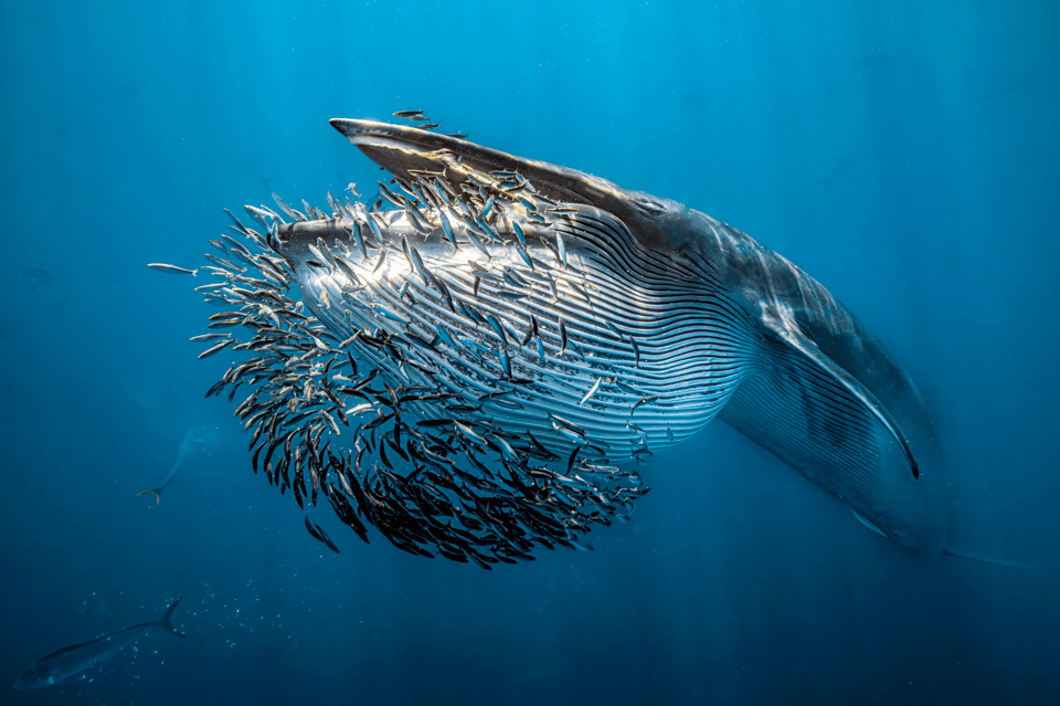 A picture of a whale, taken from beneath it, swimming in clear blue water. In front of the whale is a large school of fish in the exact shape of the world large oval chin.