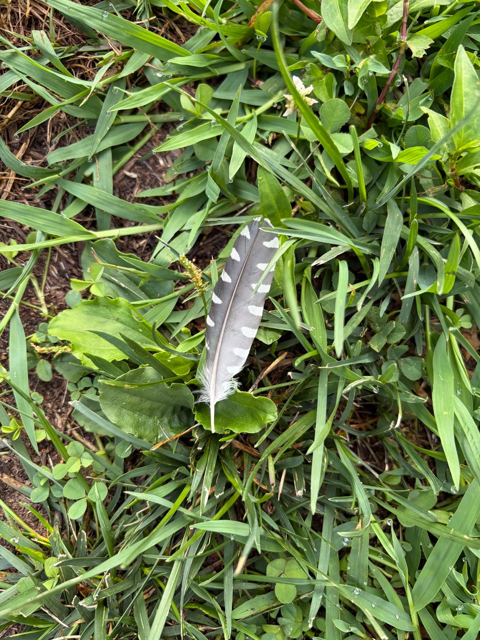 A black and white and grey feather I had seen before headed to the airport. An avian omen.