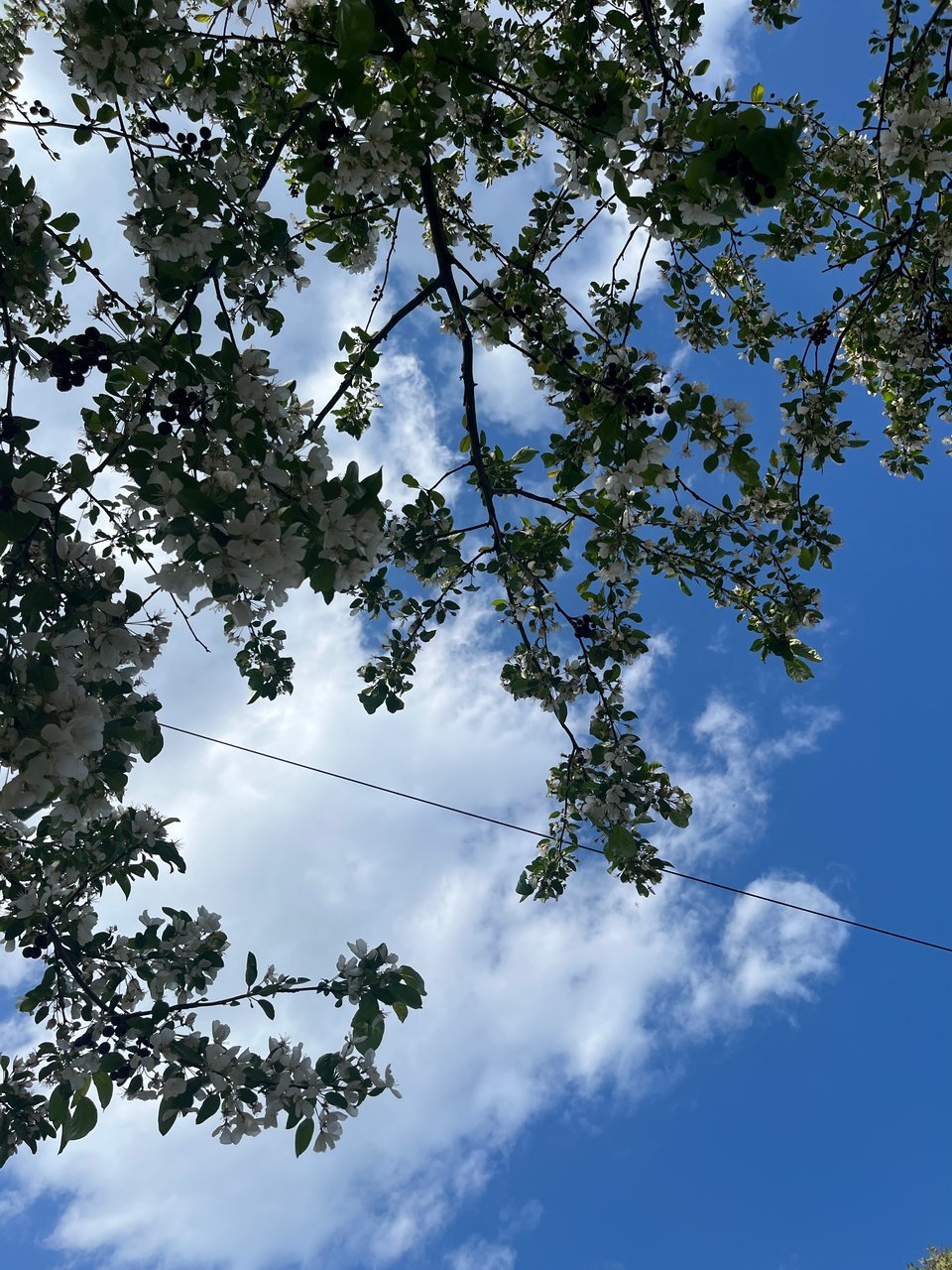 light blossoms on tree branches stretching against clouds, blue sky, and a telephone wire