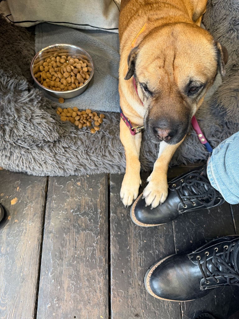 A large dog sits on a fluffy bed and has his paws on a pair of black boots.