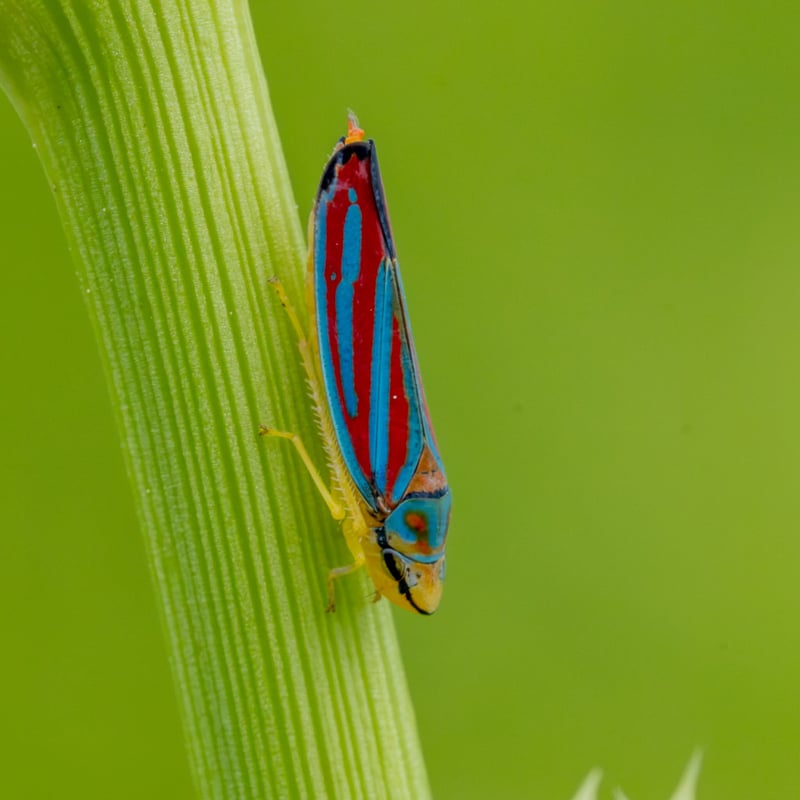 Sometimes bugs are so beautiful. This is a red-banded — also called the candy-striped —  leafhopper (Graphocephala coccinea). / Photo by Earl Bye