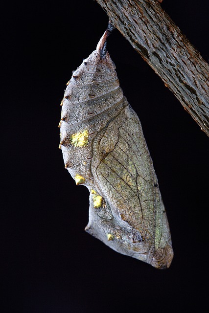 a butterfly chrysalis