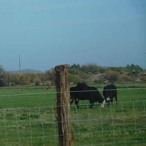 Photograph of two cattle grazing behind a fence.