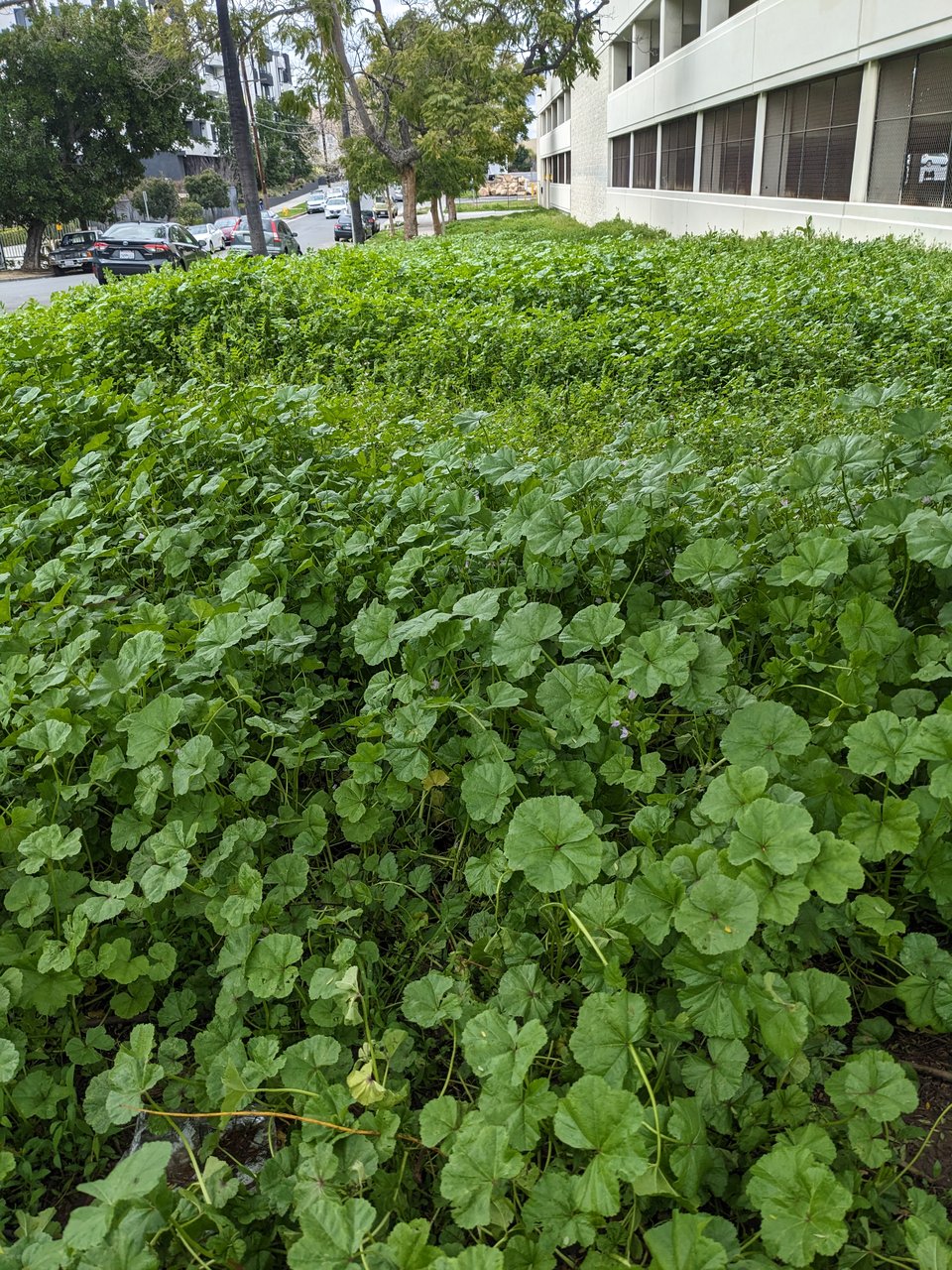 The lawn outside a parking garage, overgrown with wild common mallow. The green leaves look like ruffled pinwheels.