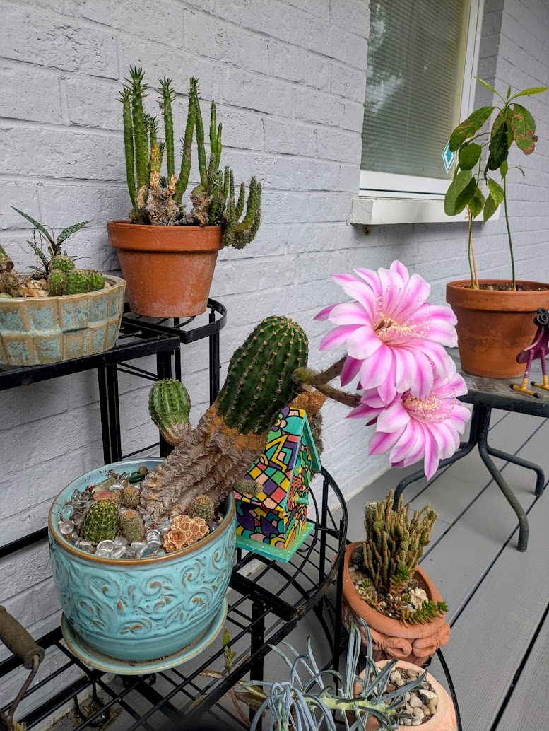 A potted cactus is the main focus. It's outdoors, by a wall. The pot is a bright turquoise color. The cactus looks kind of like a fat cucumber, but the top half is dark green and the bottom half is brown, and it rises out of some decorative rocks. The cactus has two large, bright pink flowers protruding from the top. They are almost as big as the cactus itself. In the background are more pots, more plants.