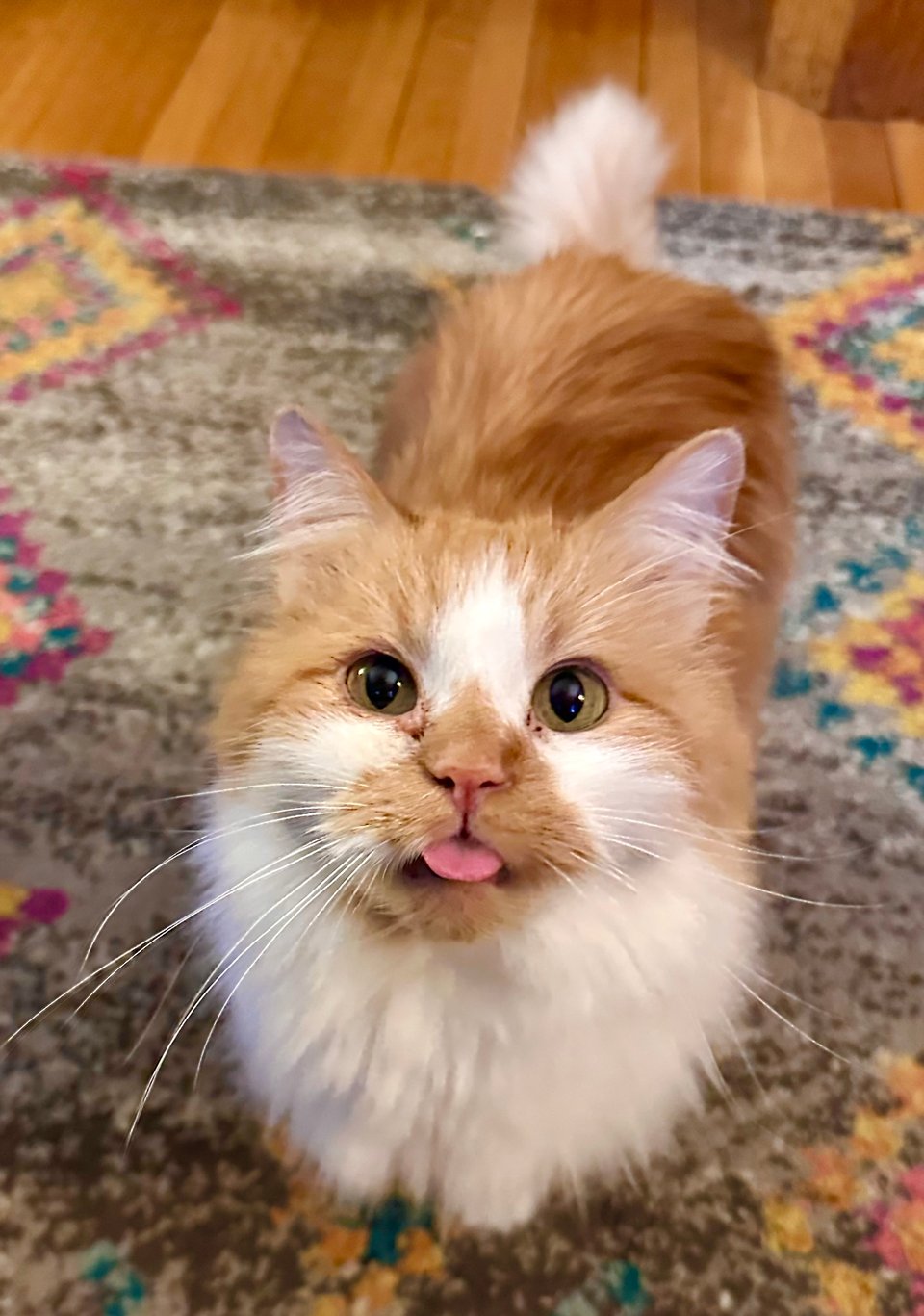 a fluffy orange and white cat with his dumb little tongue sticking out