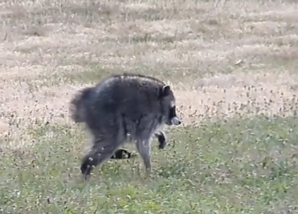 A picture of Jimothy, the now famous Seattle raccoon that may have short spine syndrome, resulting in a very compact. round body. Jimothy is walking across a field of dry grass.