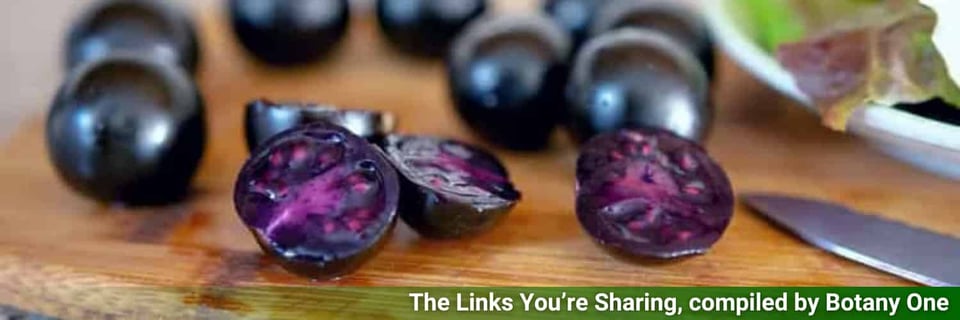 A bunch of purple tomatoes on a cutting board