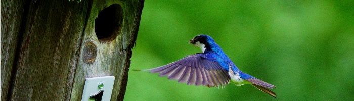 a blue bird with purple wings flies toward a hole in a wooden box