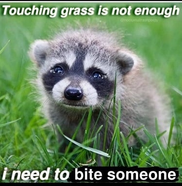 A baby raccoon with the text, “Touching grass is not enough, I need to bite someone”