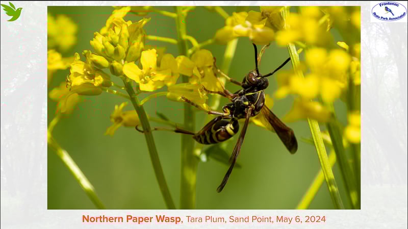 If you missed Candlelight evening’s fine show of images of flora and fauna taken by you, our park’s citizen scientists, you can see over 100 images online here. / Photo by Tara Plum
