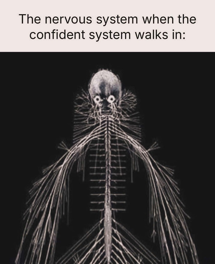 Text at top of image reads: "The nervous system when the confident system walks in:" Image beneath is of a nervous system all laid out, and looking kinda nervous, skittish.