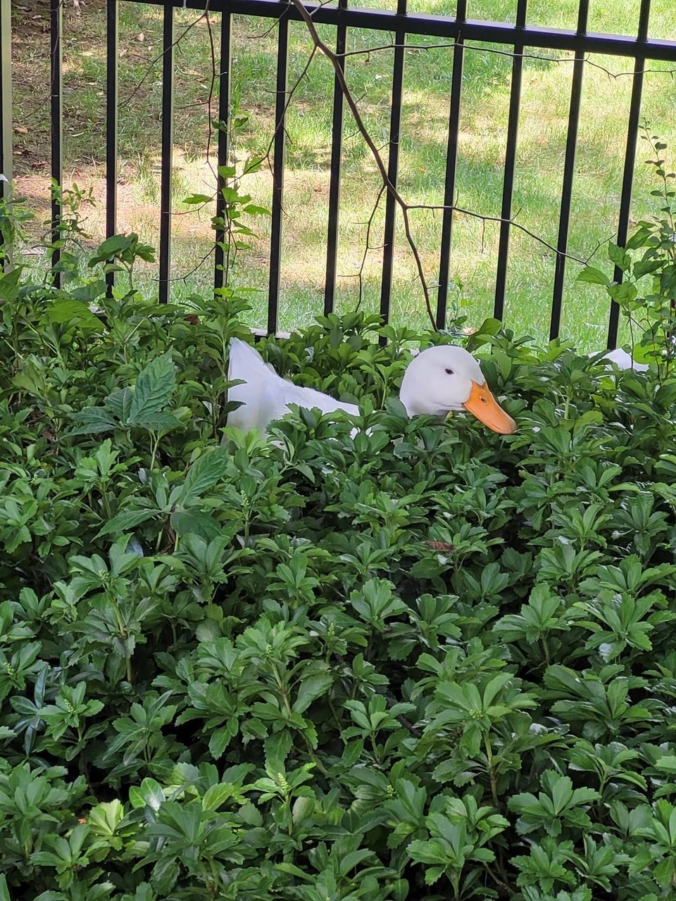 A white duck hidden in a pachysandra bush with its head and tail popping up