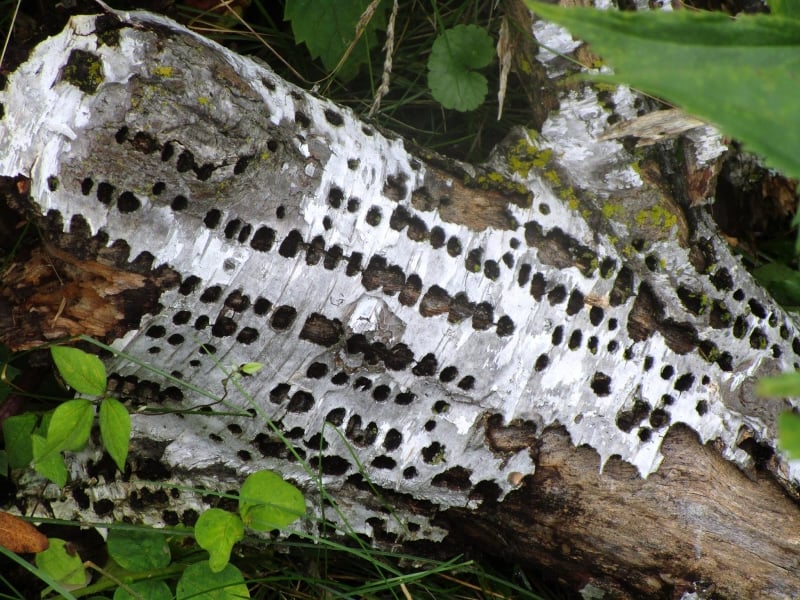 Woodpeckers especially love downed birch logs for recording their busy, rhythmic messages. This one seems as precise as telegraph type. But we know very well it’s just a Yellow-bellied Sapsuckerthe woodpecker searching the log for beetle dinners. / Photo by Pamela Miller
