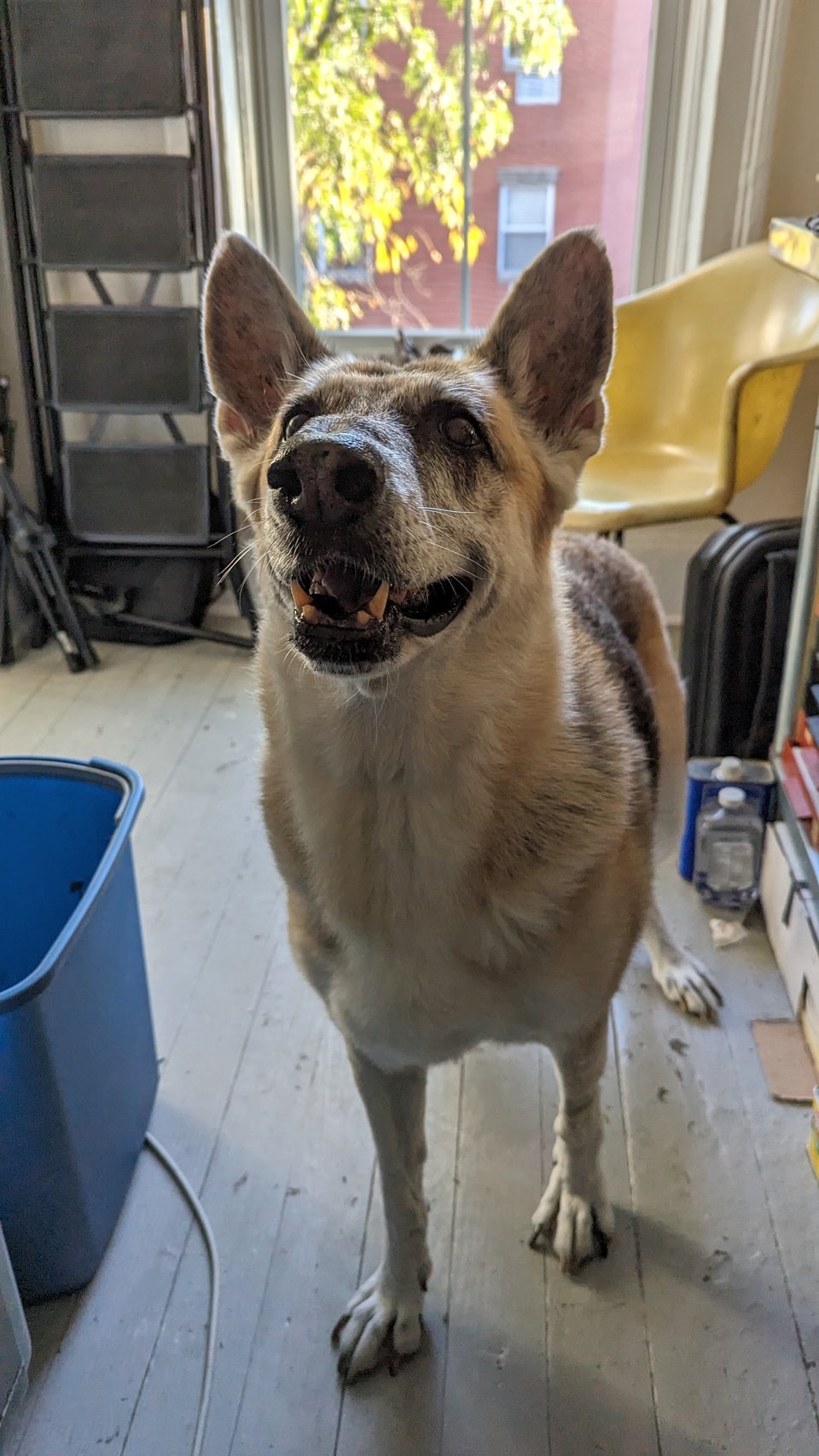Kitty, a 10-year-old shepherd mix rescue dog with a big gentle smile.