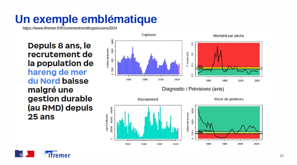 IFREMER ne comprend pas qu'une espèce comme le hareng de la mer du nord puisse décliner depuis 8 ans alors que l'espèce est pêchée selon le Rendement Maximal Durable (RMD) depuis 25 ans. IFREMER cite cet exemple considéré comme « emblématique » de la complexité de la situation. Pourtant, contrairement à ce qui est rabâché, le RMD n'est pas un critère de pêche durable. Le RMD est seulement un slogan politique des années 1950, partie intégrante de la stratégie nord américaine de la guerre froide, pour permettre aux flottes de pêcher partout dans le monde, y compris devant les côtes des pays pauvres et de restaurer l'économie japonaise le plus vite possible pour qu'elle puisse contrebalancer la montée du bloc communiste. Voir les travaux de l'historienne américaine Carmel FINLEY All the fish in the sea (2011) et All the boats on the ocean (2017) ou l'article Finley, C., et Oreskes, N., « Maximum sustained yield : a policy disguised as science », ICES Journal of marine science, 70, 2013, p.245-250. Maximum sustained yield: a policy disguised as science | ICES Journal of Marine Science | Oxford Academic
IFREMER ne peut pas l'ignorer, mais s'interdit de le dire, contraint dans sa camisole d'institut national au service strict du gouvernement qui le finance, et certainement pas de la pêche durable. Peter LARKIN avait annoncé le déclin inexorable des pêches au RMD dès 1977 dans son fameux article An Epitaph for the Concept of Maximum Sustained Yield. Le RMD est en réalité un principe de surexploitation telle que les poissons n'ont pas le temps de grandir. Les USA qui l'ont créé dans les années 50 ont réagi. Ils ont rebaptisé le RMD par son vrai nom « Niveau de Surexploitation » (Overfishing limit)1. Les plafonds de captures sont fixés au niveau plus faible des Captures Biologiques Acceptables (Acceptable Biological Catches). Enfin, les quotas de captures (Total Allowable catches) sont autorisés à des niveaux qui peuvent être encore plus faibles. Voir l'exemple du colin d'Alaska dans l'illustration suivante.