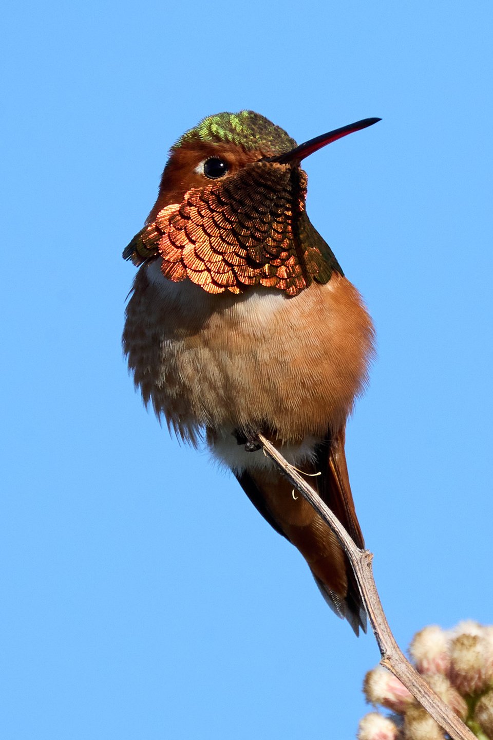 A small hummingbird with an iridescent orange bib