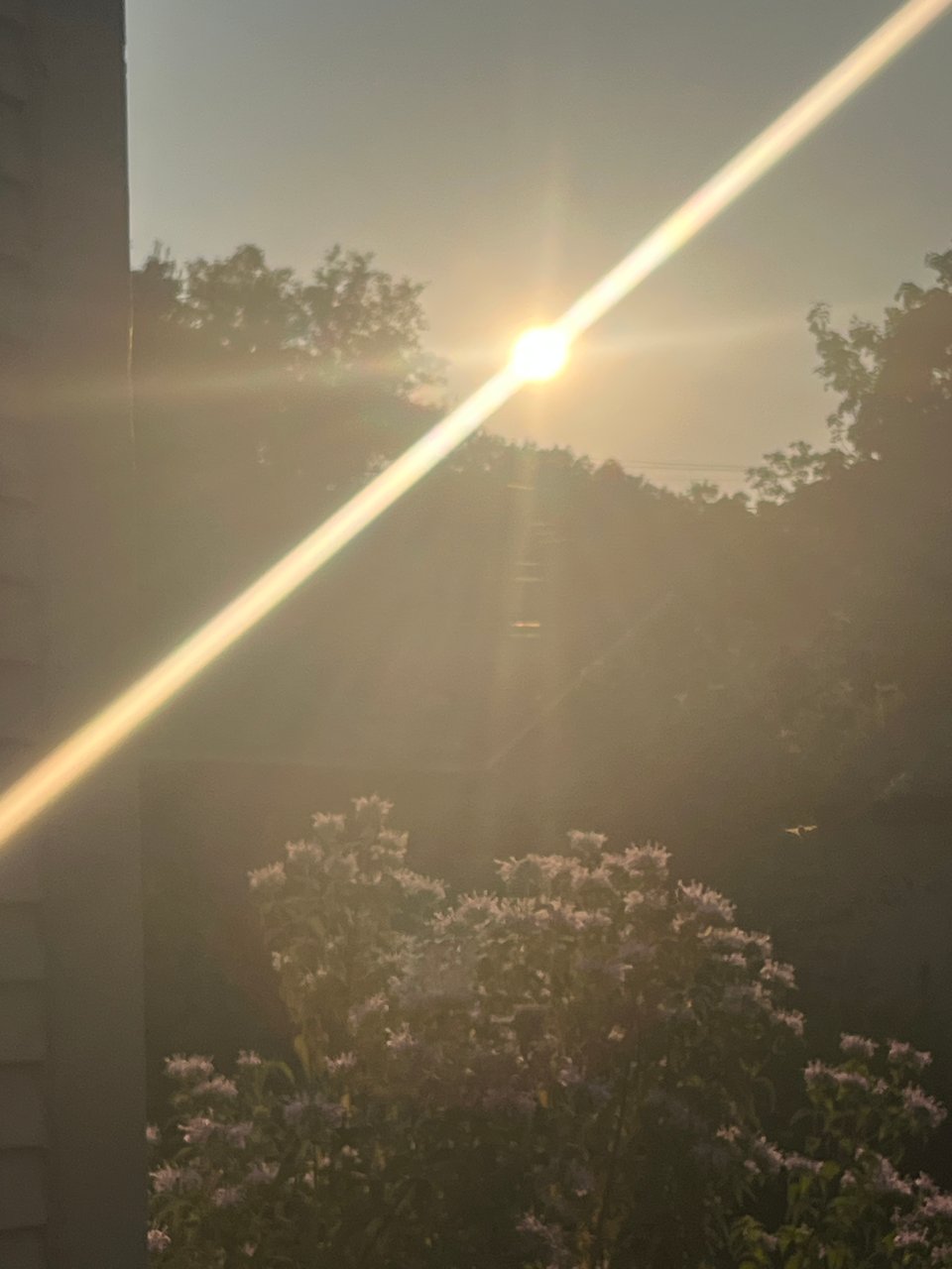 golden hour sun streaking through a smokey haze above pale pink flowers in line with the outlines of trees