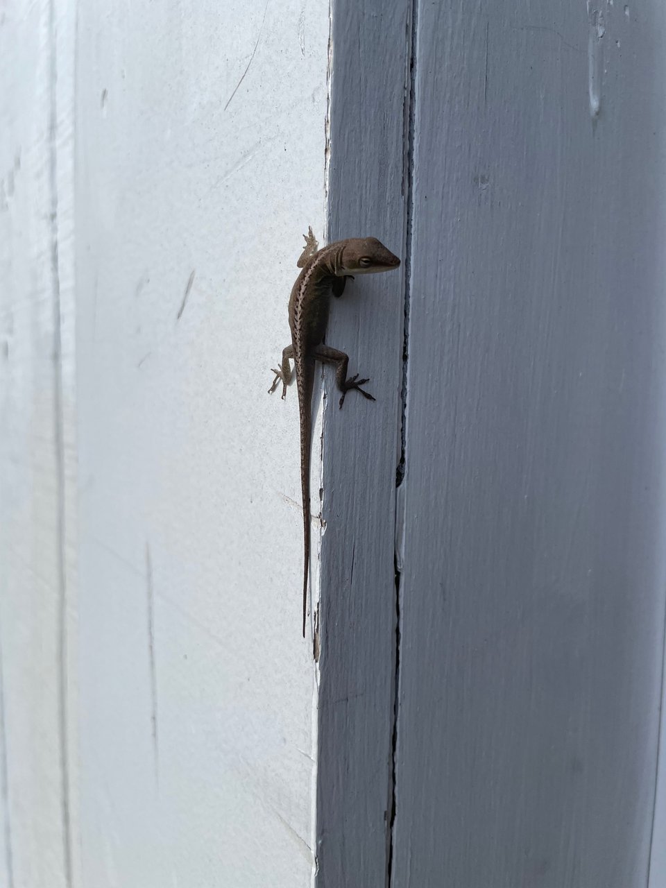 A green anole (turned brown because they can do that) climbing up a wall and looking back towards the camera