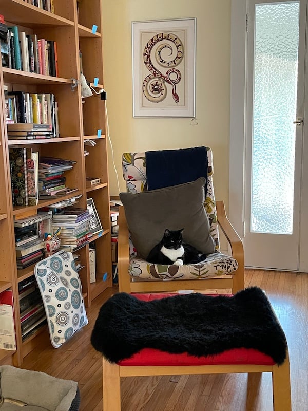 a cat lying on a chair in a living room with bookshelves