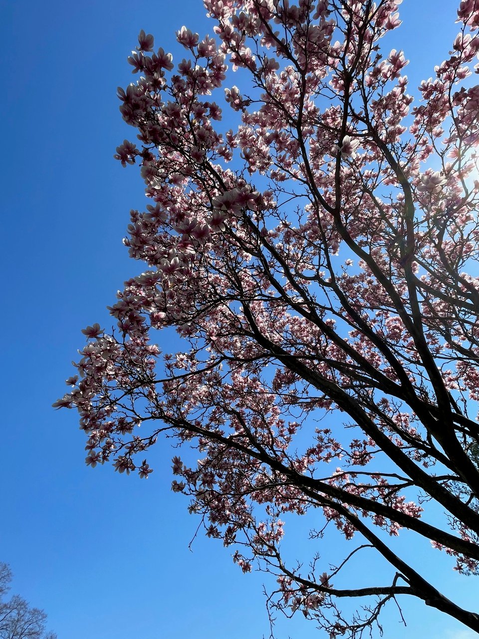 A clear blue sky on a sunny day. Tree branches with pink flowers are seen to the right.