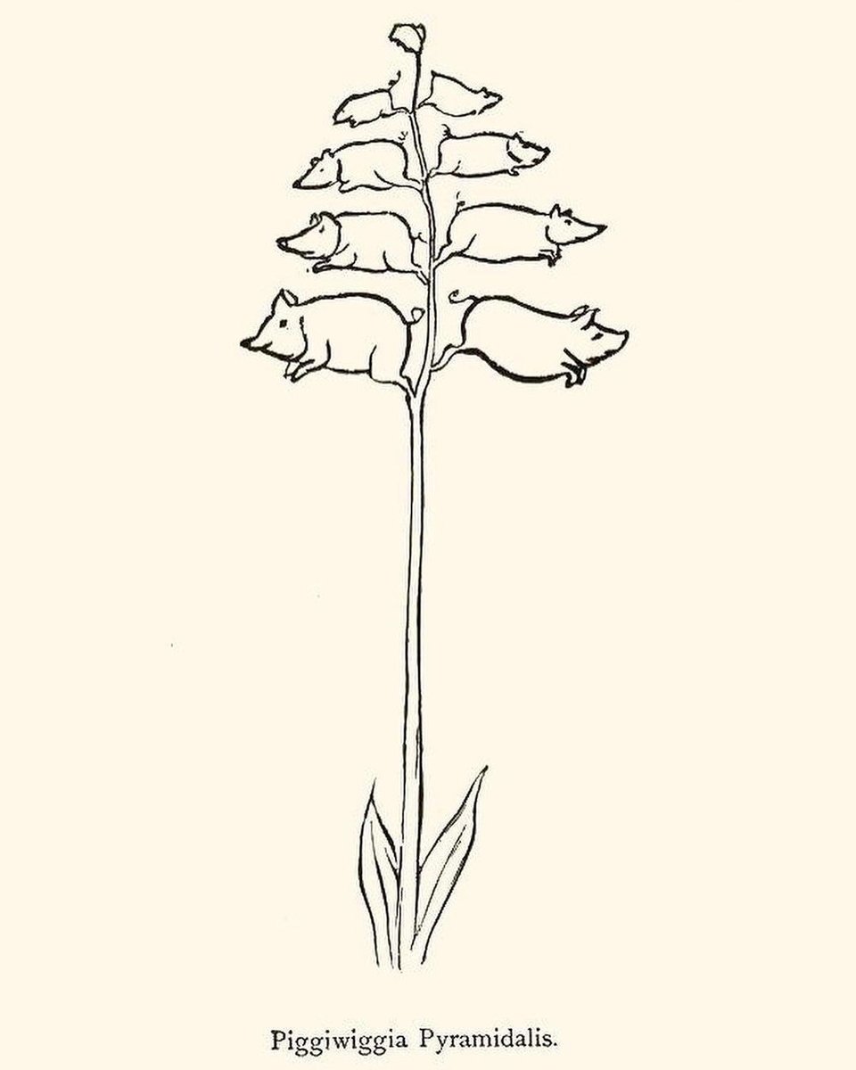 piggiwiggia pyramidalis