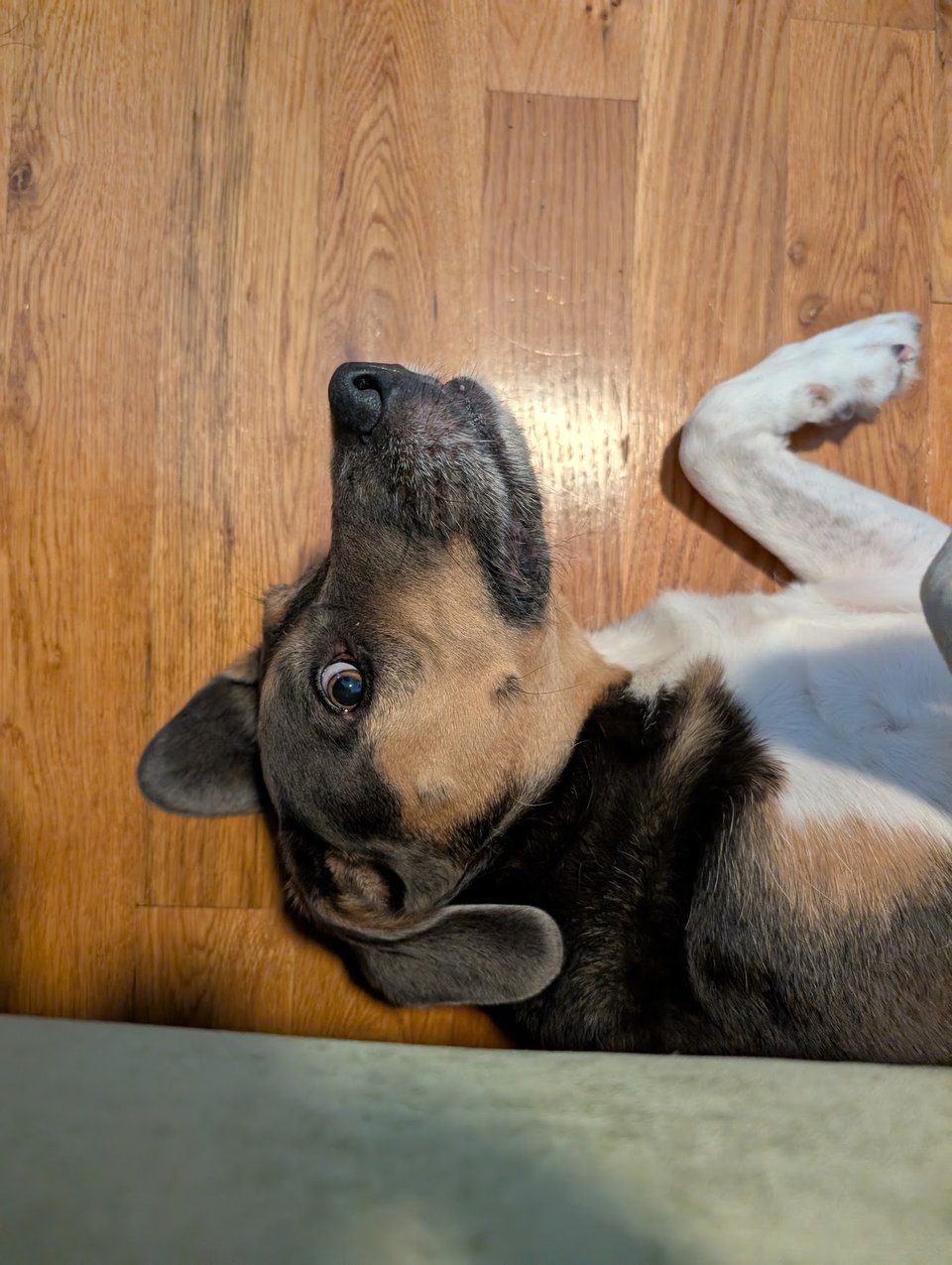 Woody the dog looking curiously up