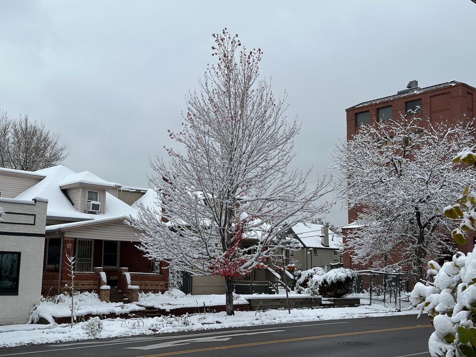 A snow-covered tree.