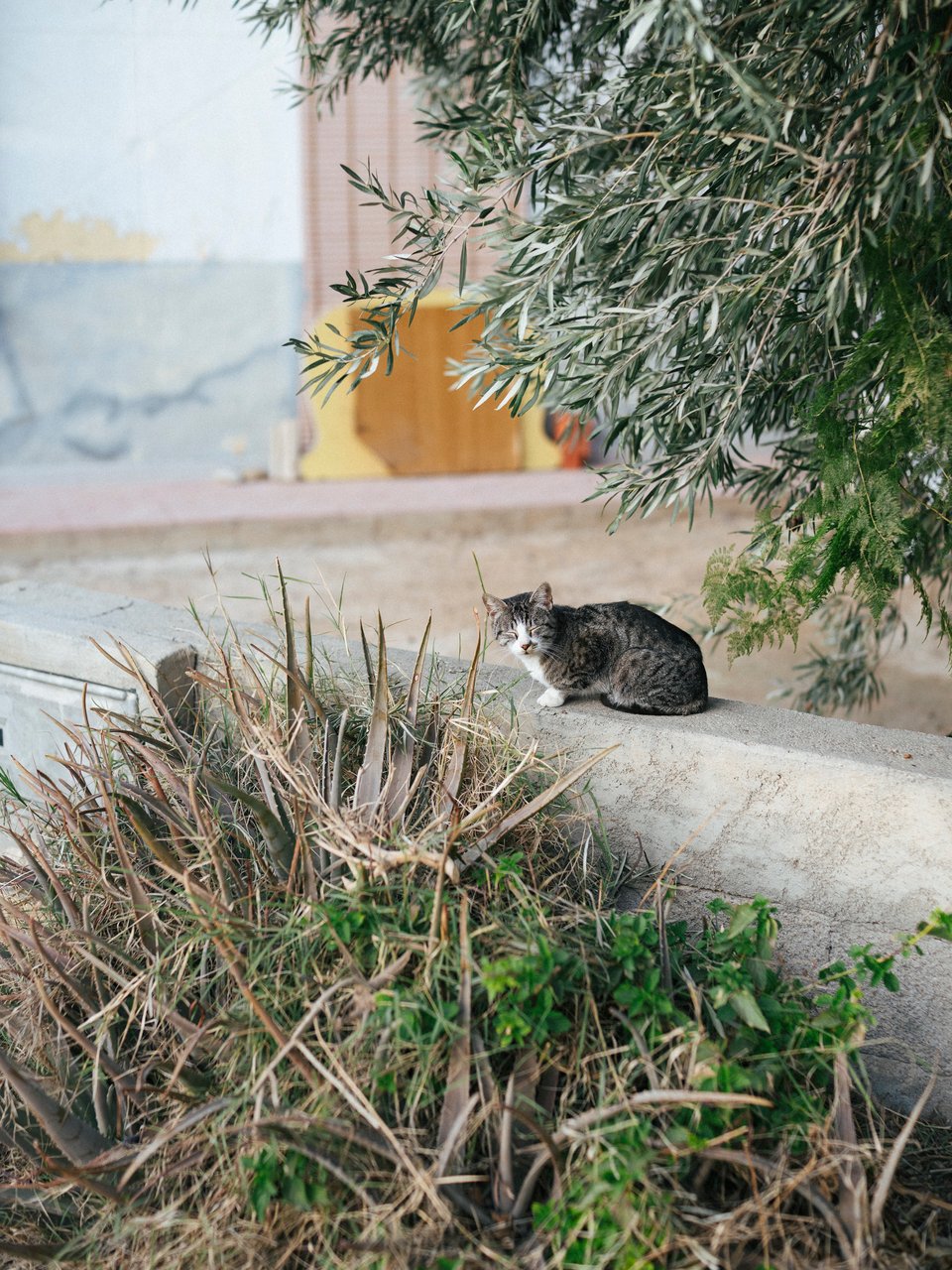 Una gata practicando la dormición