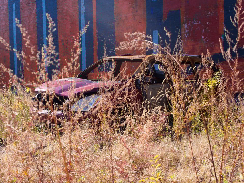 An abandoned and junked car, through some foliage, with large scale graffiti in the background.