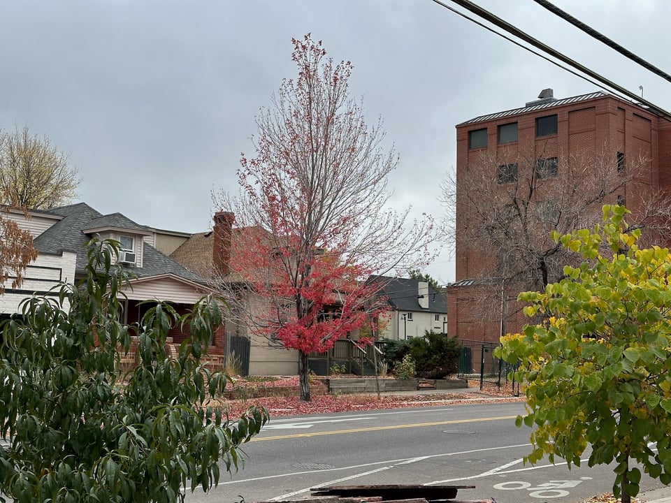 A tree with red leaves mostly discarded.