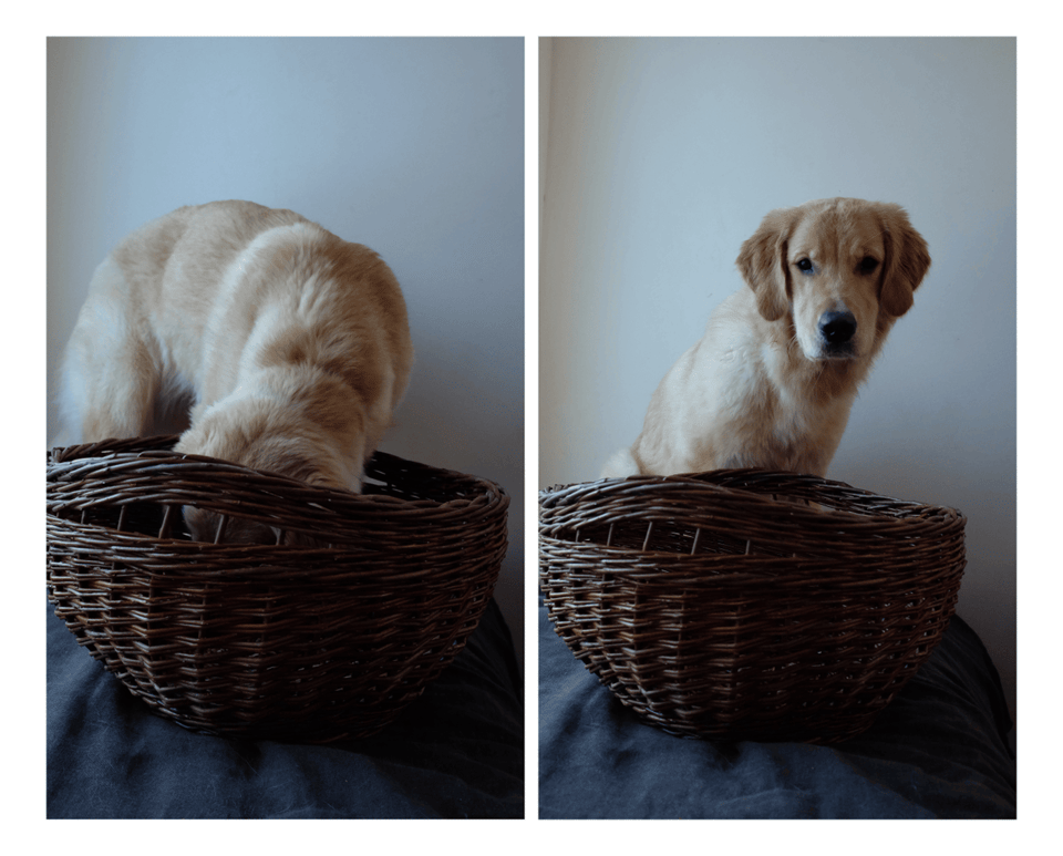 Alberta Basketry News – March 2025
