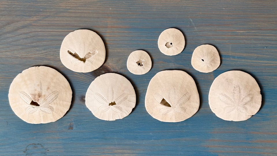 Eight sand dollars of different sizes, on the background of a blue wooden shelf. Seven of the shells were poked by seagulls, while one is intact