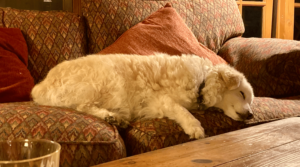 A wooly white dog passed out on a brown sofa.