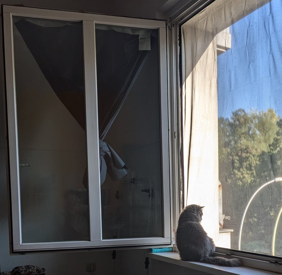 A fluffy grey cat sits in an open window (with a screen) looking out.