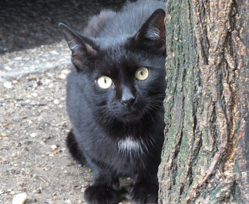 adorable black cat leaning against tree trunk 