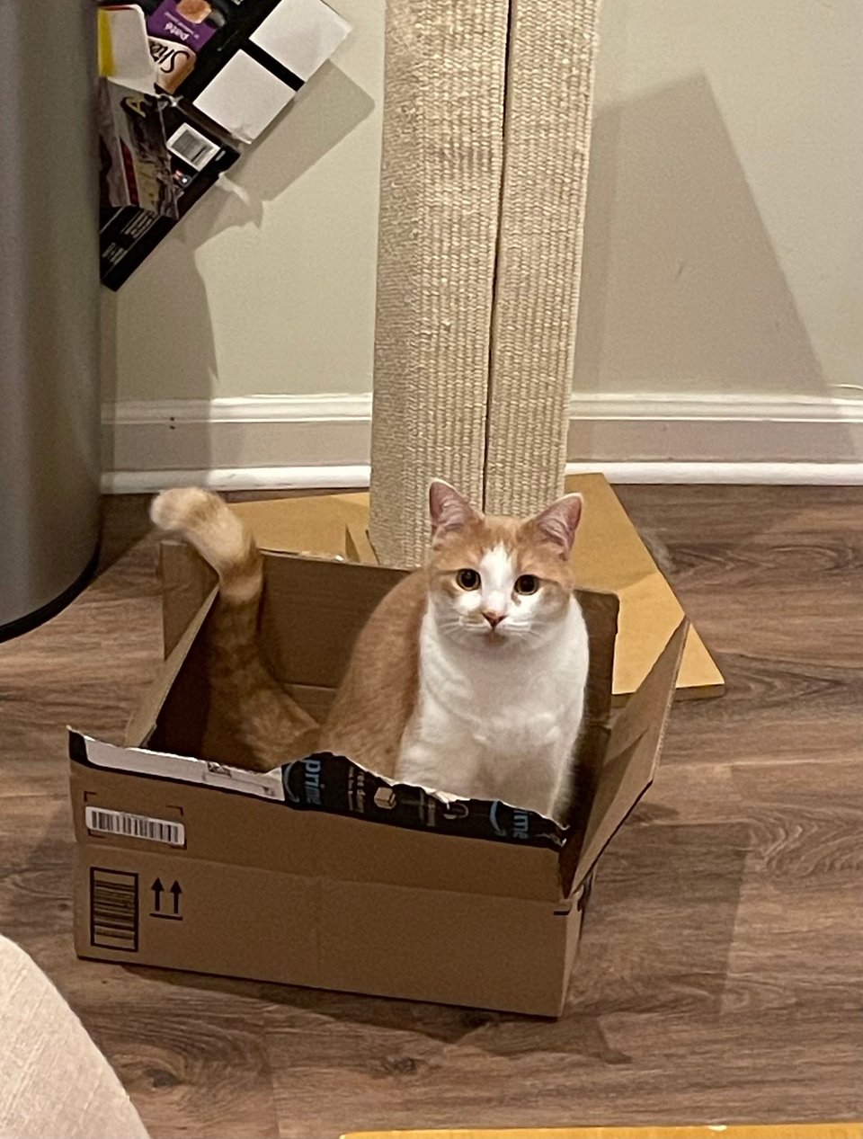 Timmy in a box