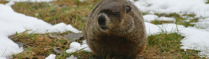 A groundhog on a grassy patch surrounded by bits of snow and ice