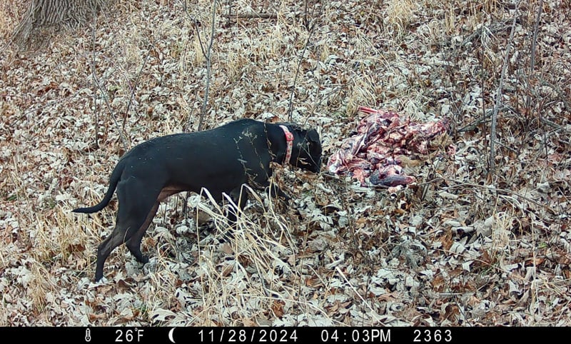 Here’s a photo from a Frontenac State Park offal camera that researchers, and we, weren’t too happy to see – a domestic dog. There were a surprising number of collared domestic dogs visiting these sites in 2024. Please keep yours on leashes, friends. / Photo courtesy of the Minnesota Offal Wildlife Watching Project