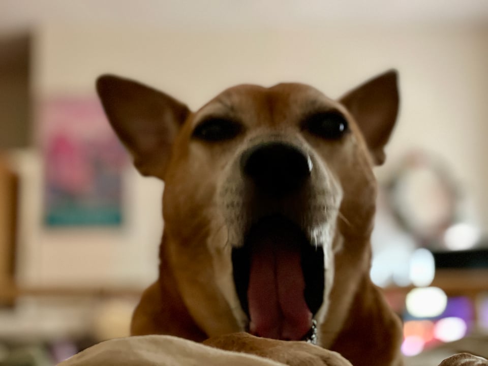 A photo of Kizu at the end of the bed, caught in the middle of a yawn, the rest of the bedroom out of focus.