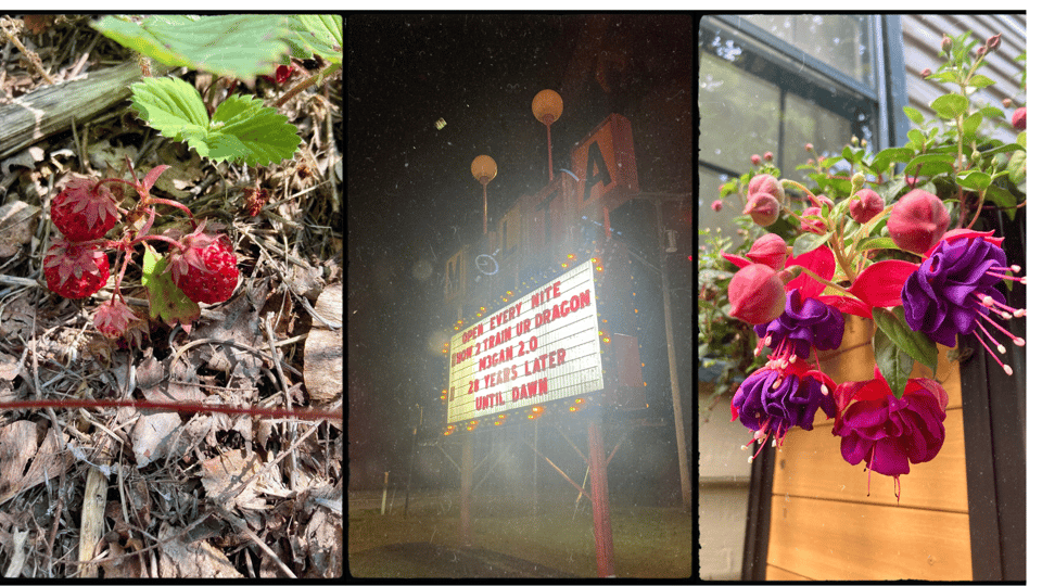 3 photos in a grid. L-R: tiny wild strawberries growing in a garden; a murky nighttime picture of a drive-in theater sign; a bunch of purple and pink fuchsia flowers growing over a planter.