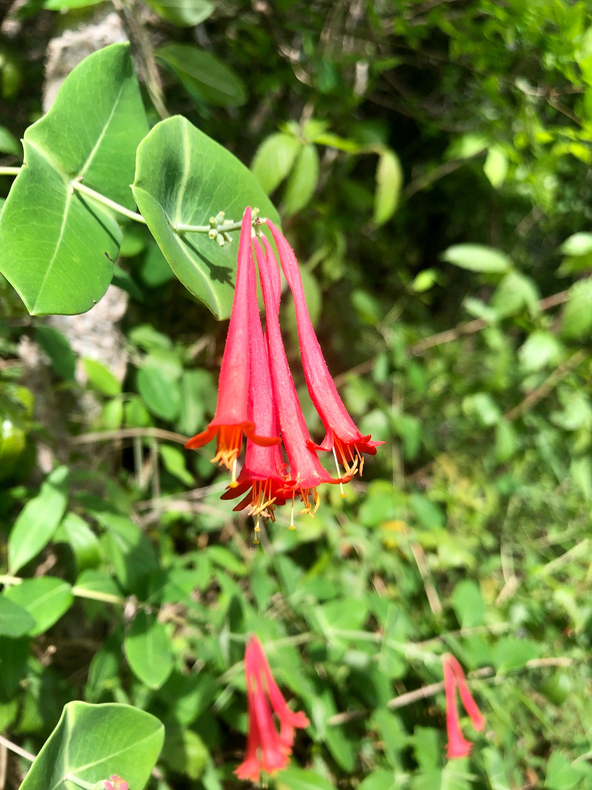 wildflower in Texas