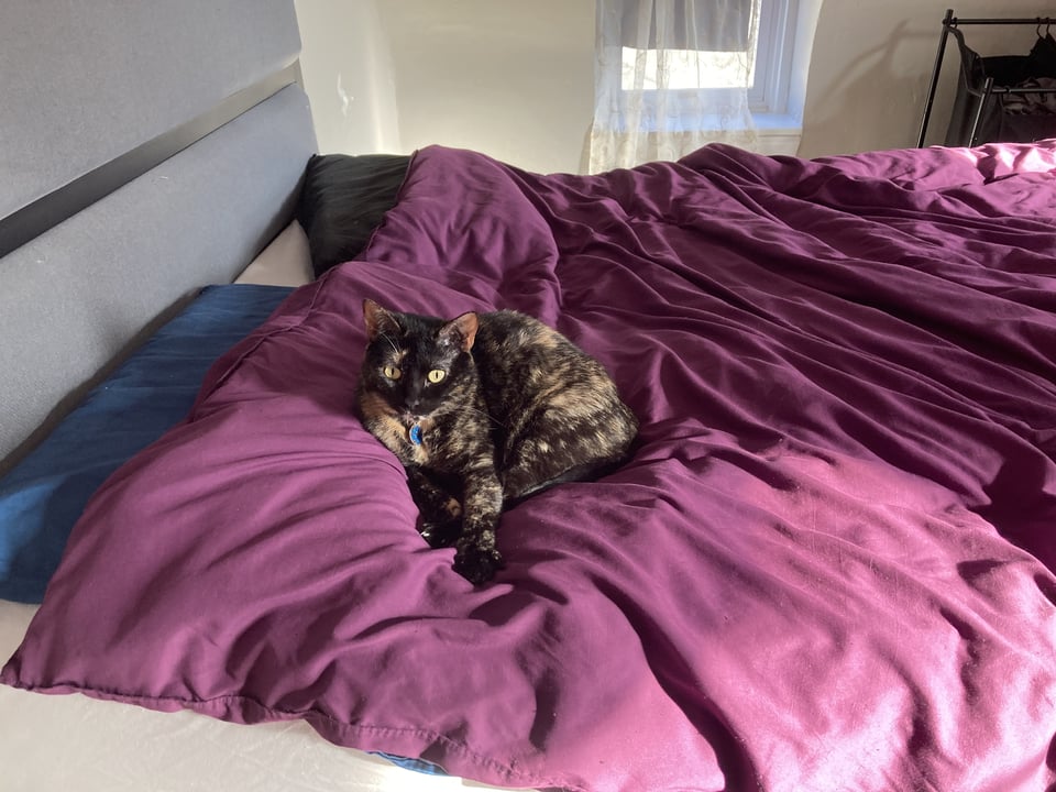 A black and orange tortoiseshell cat is lying serenely next to the pillow on a bed, the bed has a red/purple comforter.