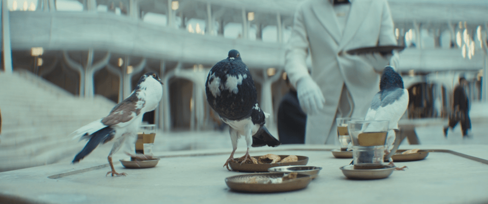 Pigeon experts convene, pigeons in Star Wars, Primrose claims a nest