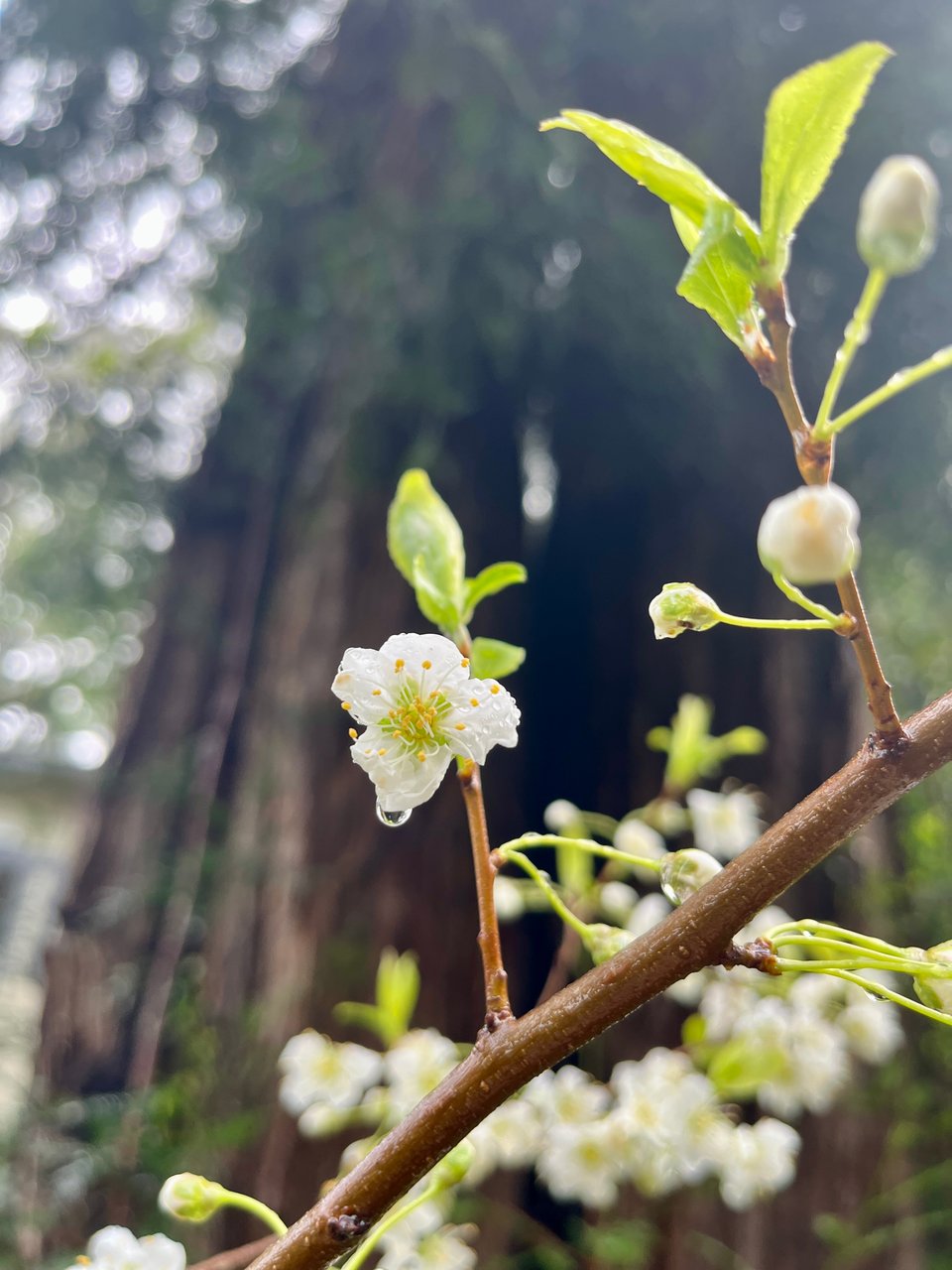 a single white plum blossom, dripping with rain, with a redwood tree in the background